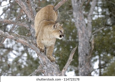 Cougar Climbing In Tree In Light Snowfall