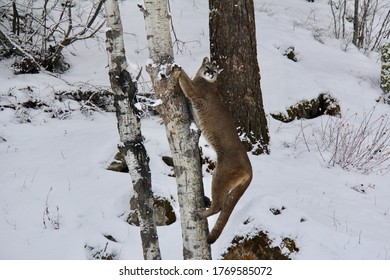 Cougar Climbing Tree In The Winter