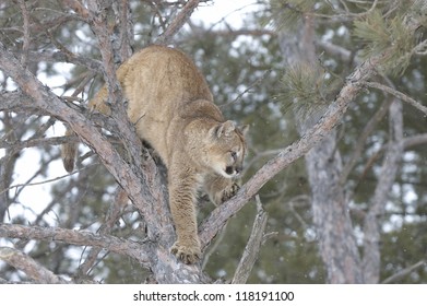 Cougar Climbing In Tree. Winter In Northern Minnesota