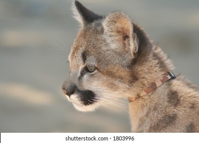 Cougar Cub