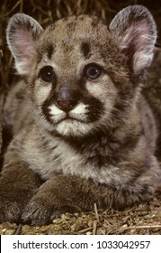 Cougar Cub Portrait