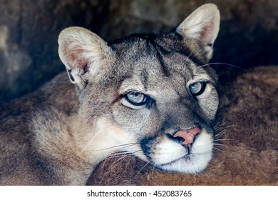 cougar eyes