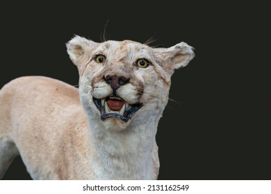 Cougar isolated on dark background - mounted animal - taxidermy 