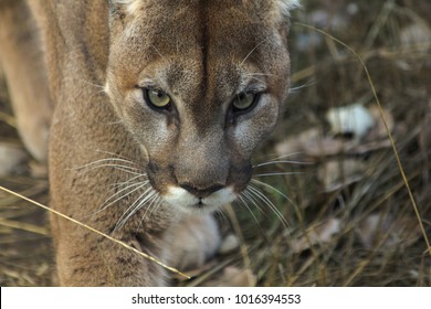 Cougar Looks You In The Eye