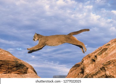 Cougar  Mountain Lion Jumping