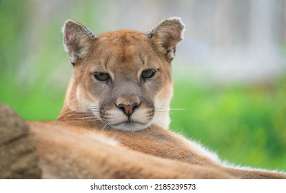 Cougar, Mountain Lion laying in the morning light