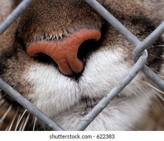 Cougar (mountain Lion) Nose At Fence