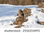 Cougar or Mountain lion (Puma concolor) walking on top of rocky mountain in the winter snow 