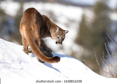 Cougar Or Mountain Lion (Puma Concolor) Walking In The Winter Snow