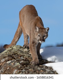 Cougar Or Mountain Lion (Puma Concolor) Walking In The Winter Snow.