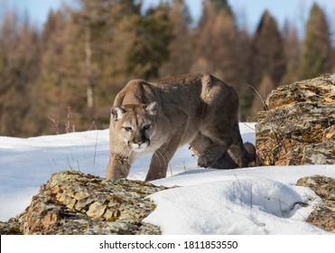 Cougar or Mountain lion (Puma concolor) on the prowl in the winter snow in the U.S.