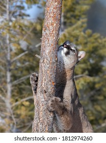 Cougar Or Mountain Lion (Puma Concolor) Climbing Tree After A Squirrel In Winter