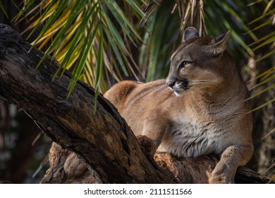 Cougar or Mountain Lion (Puma concolor) resting on a trunk.