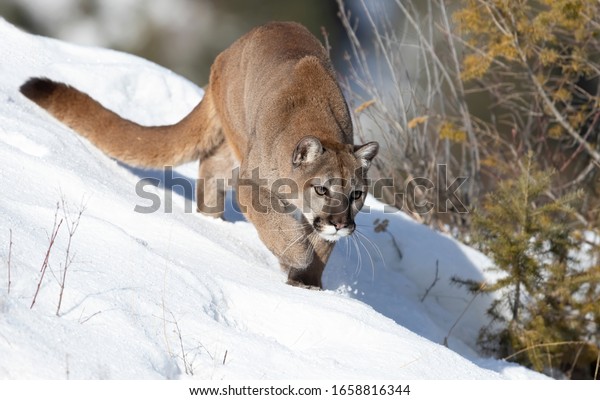Cougar or Mountain lion (Puma concolor) on the\
prowl in the winter snow in the\
U.S.