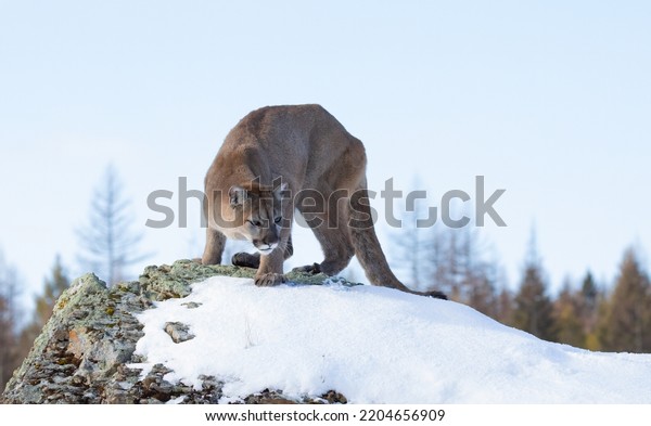 Cougar or Mountain lion (Puma\
concolor) walking on top of rocky mountain in the winter\
snow