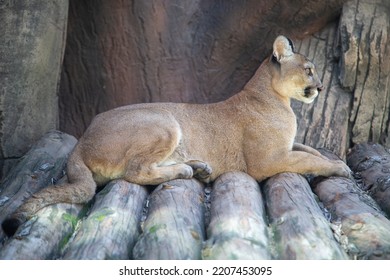 Cougar (mountain Lion) Sitting On Tree