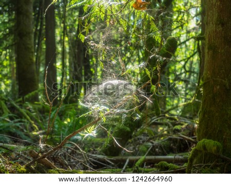 Similar – Overgrown forest path