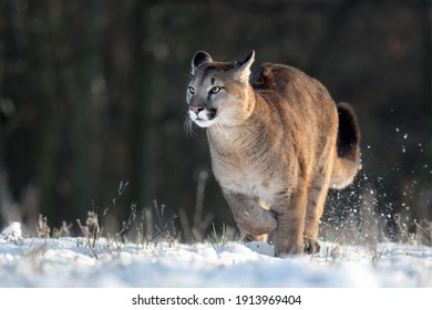 Cougar in the park on white snow.