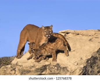 Baby Mountain Lion High Res Stock Images Shutterstock