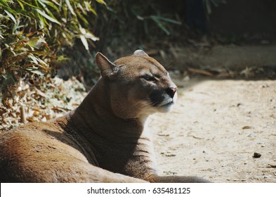 northern south american cougar