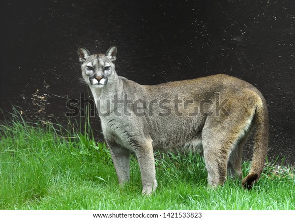 biggest puma