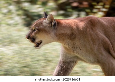 The cougar (Puma concolor), catamount, mountain lion, panther, puma. Portrait of a beautiful cougar in the forest. 