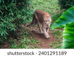 Cougar (Puma concolor) also known as Mountain Lion