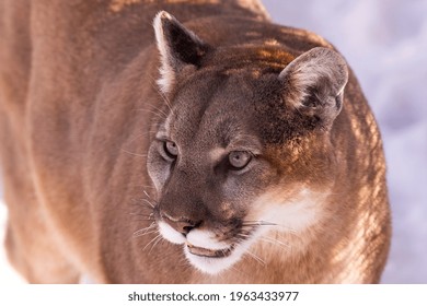  Cougar (Puma Concolor) ,known As Mountain Lion 