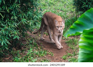 Cougar (Puma concolor) also known as Mountain Lion - Powered by Shutterstock