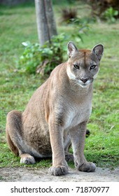 167 Cougar growling Stock Photos, Images & Photography | Shutterstock