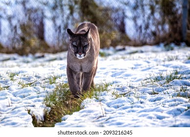 The Cougar (Puma Concolor) Is A Large Felid Of The Subfamily Felinae. It Is Native To The Americas