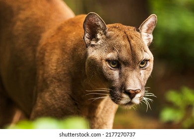 Cougar (Puma concolor), puma, mountain lion, panther, or catamount - Shutterstock ID 2177270737