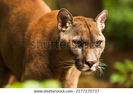 Cougar (Puma concolor), puma, mountain lion, panther, or catamount
