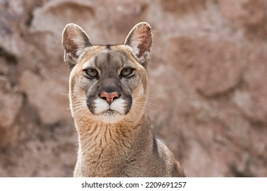 Cougar (Puma Concolor) Portrait, Captive, Andes, Peru