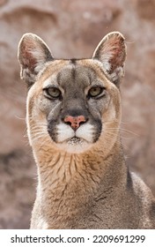 Cougar (Puma Concolor) Portrait, Captive, Andes, Peru