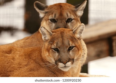 Cougar (Puma Concolor)Mountain Lion In The ZOO