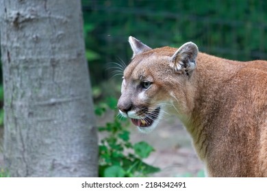 The cougar (Puma concolor),native American animal known as catamount, mountain lion, painter, panther and puma.