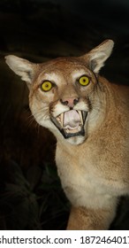 Cougar Puma Wild Cat Mountain Lion Roaring Face Baring Teeth Hunting Stalking Dangerous Wild Animal About To Attack Wildlife Digital Photography