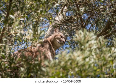 Cougar Sitting High In A Tree Waiting For Prey.