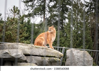 A Cougar Sitting Majestically On Rocks In Its Enclosure At A Zoo. 