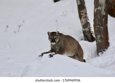 Cougar Sitting At Mound Watching Prey