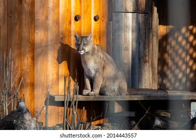 Cougar Sitting On The Wooden Plank In Zoo. Wild Puma.