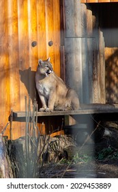 Cougar Sitting On The Wooden Plank In Zoo. Wild Puma.