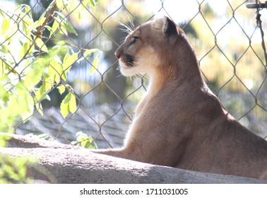 Cougar Sitting In The Sun