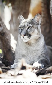 Cougar Sitting Under The Tree