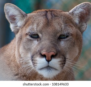 A cougar stare