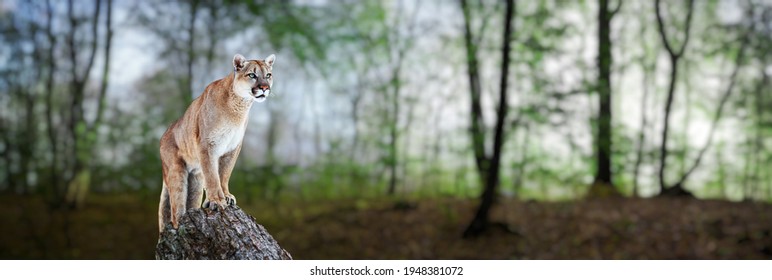 Cougar in a summer forest, mountain lion, puma.