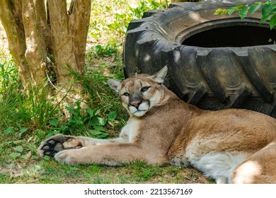 Cougar Taking A Nap Next To A Tire At The Zoo.