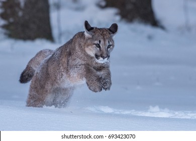 Cougar(Puma Concolor)