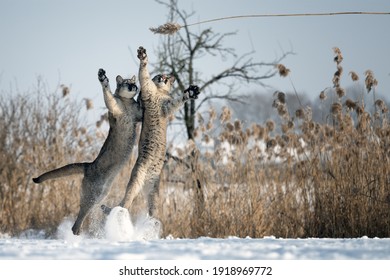 The Cougars Are Playing In A Snowy Meadow.